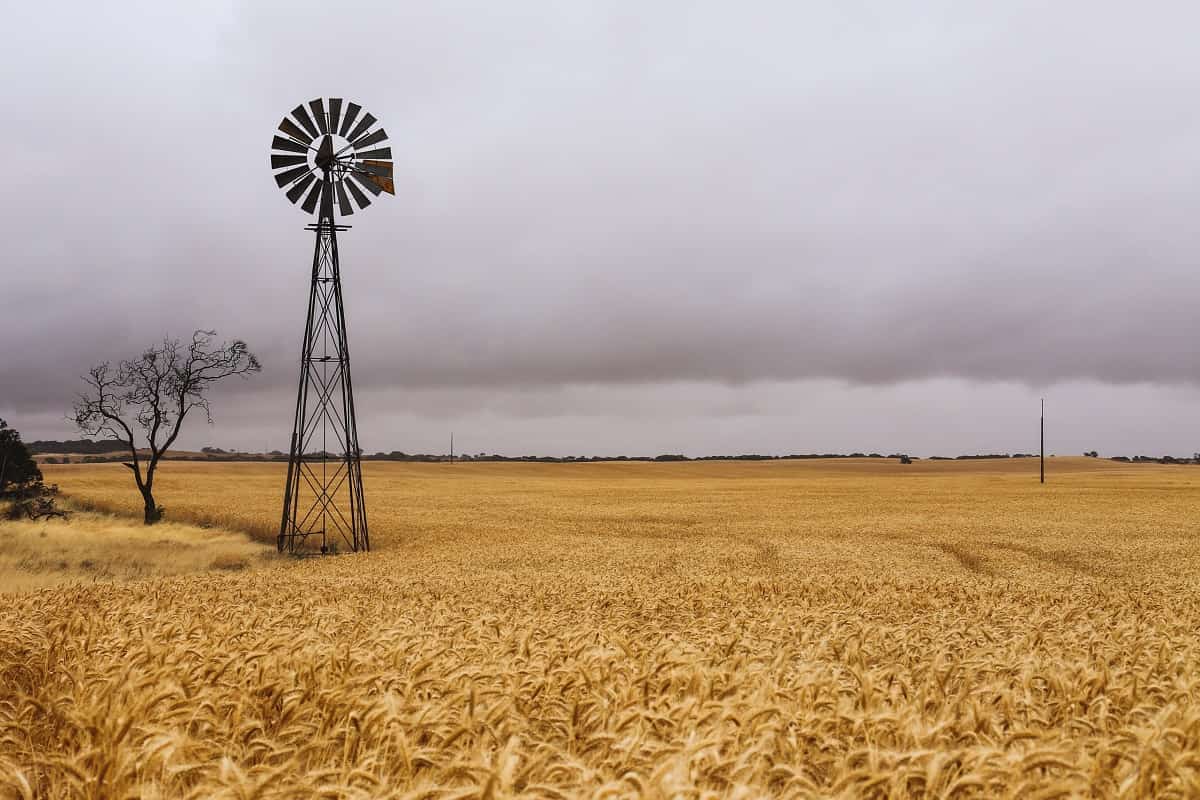 Australian barley